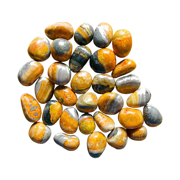 Bumblebee Jasper