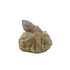 AA-grade cactus spirit quartz specimen from Mpumalanga South Africa, front view, druzy secondary points covering the host crystal, 1.83 in L x 1.22 in W x 1.85 in H, 0.19 pounds, specimen 3.