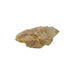 Untreated citrine specimen no. 32 seen from the primary crystal face, 0.25 lb of naturally yellow quartz from the DR Congo.