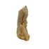 Natural citrine cluster no. 37 photographed at the primary crystal face, 1.53 by 1.21 by 3.34 inches, untreated Congo material.