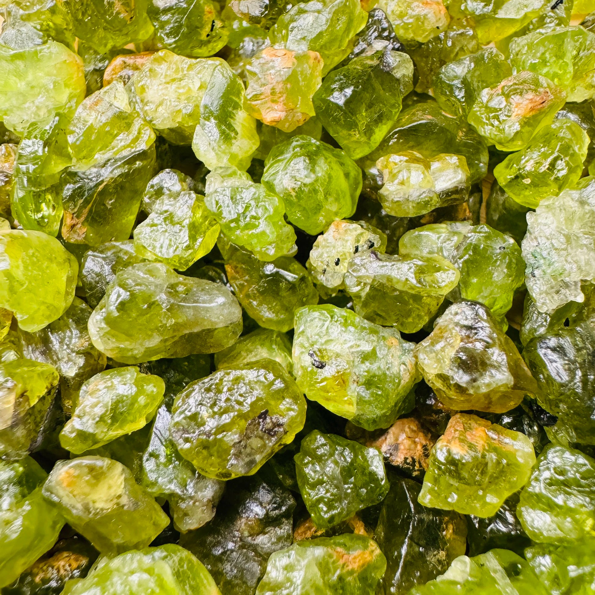 Lifestyle view of a Peridot raw stone held against natural backdrop.