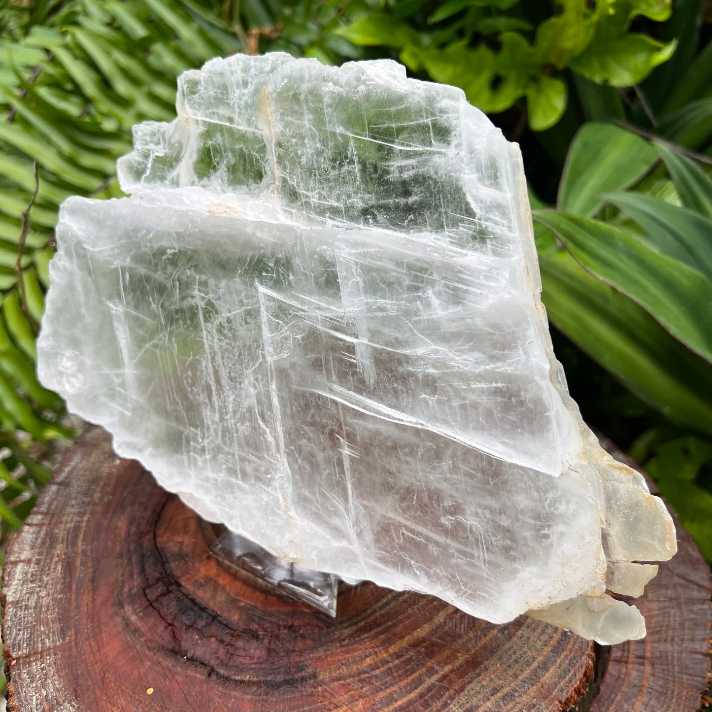 Lateral view of Selenite specimen, sourced from New Mexico, USA, showing raw matrix.