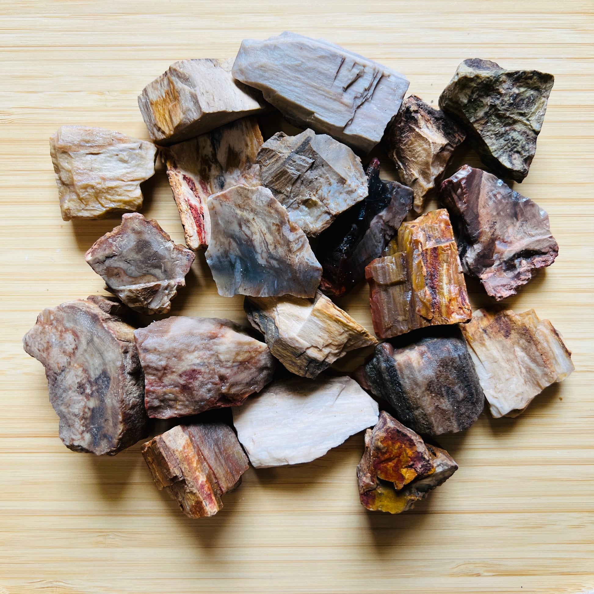 Full profile of Grade A Petrified Wood raw ready to ship from Beyond Bohemian