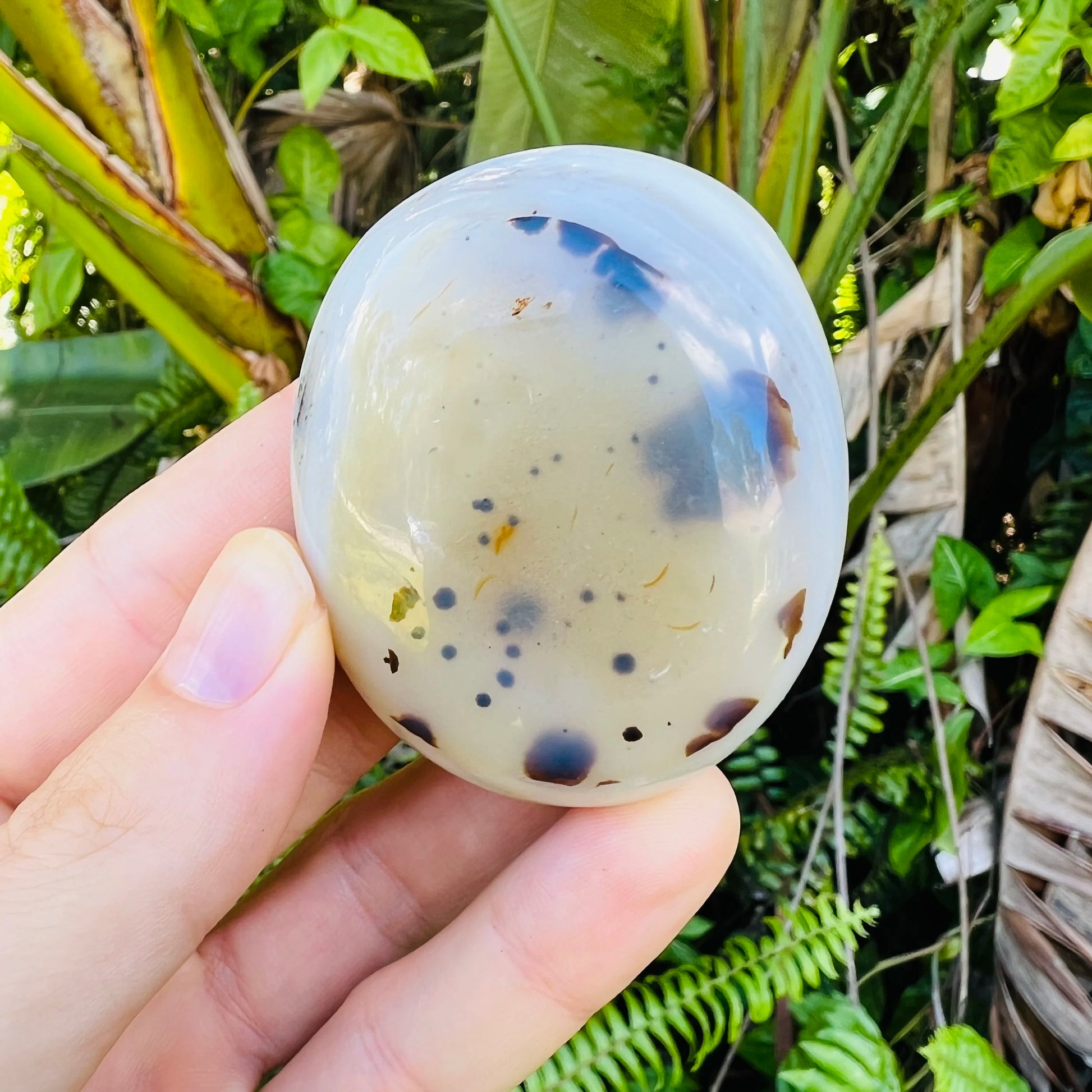 Size comparison with a Dendritic Agate palm stone traditionally used for Grounding and Healing.