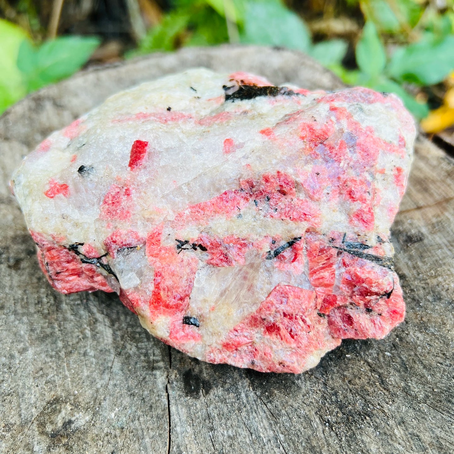 Size comparison with a Rhodonite specimen held against natural backdrop, from Zimbabwe.