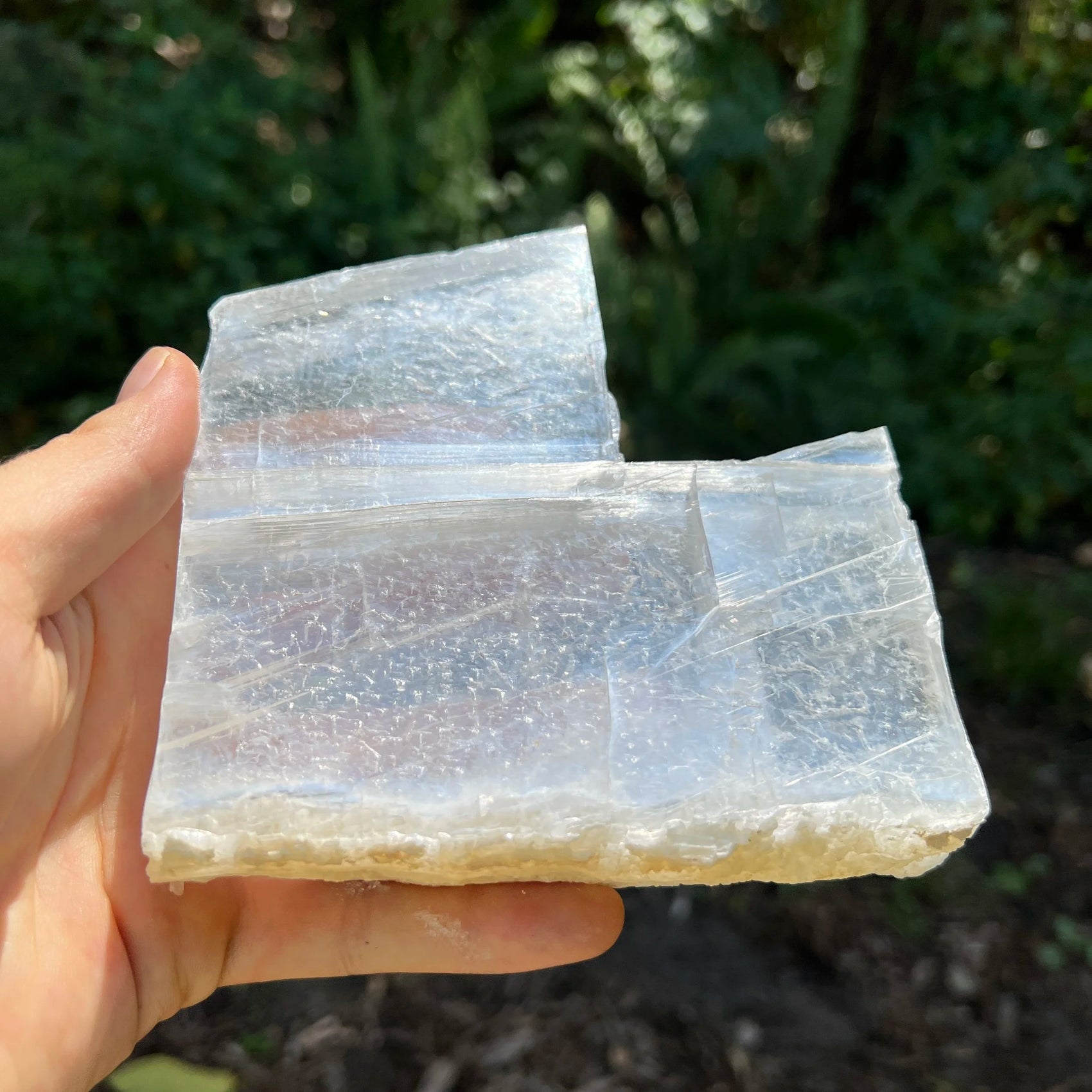 Palm-scale view of a Selenite specimen held against natural backdrop, sourced from New Mexico, USA.