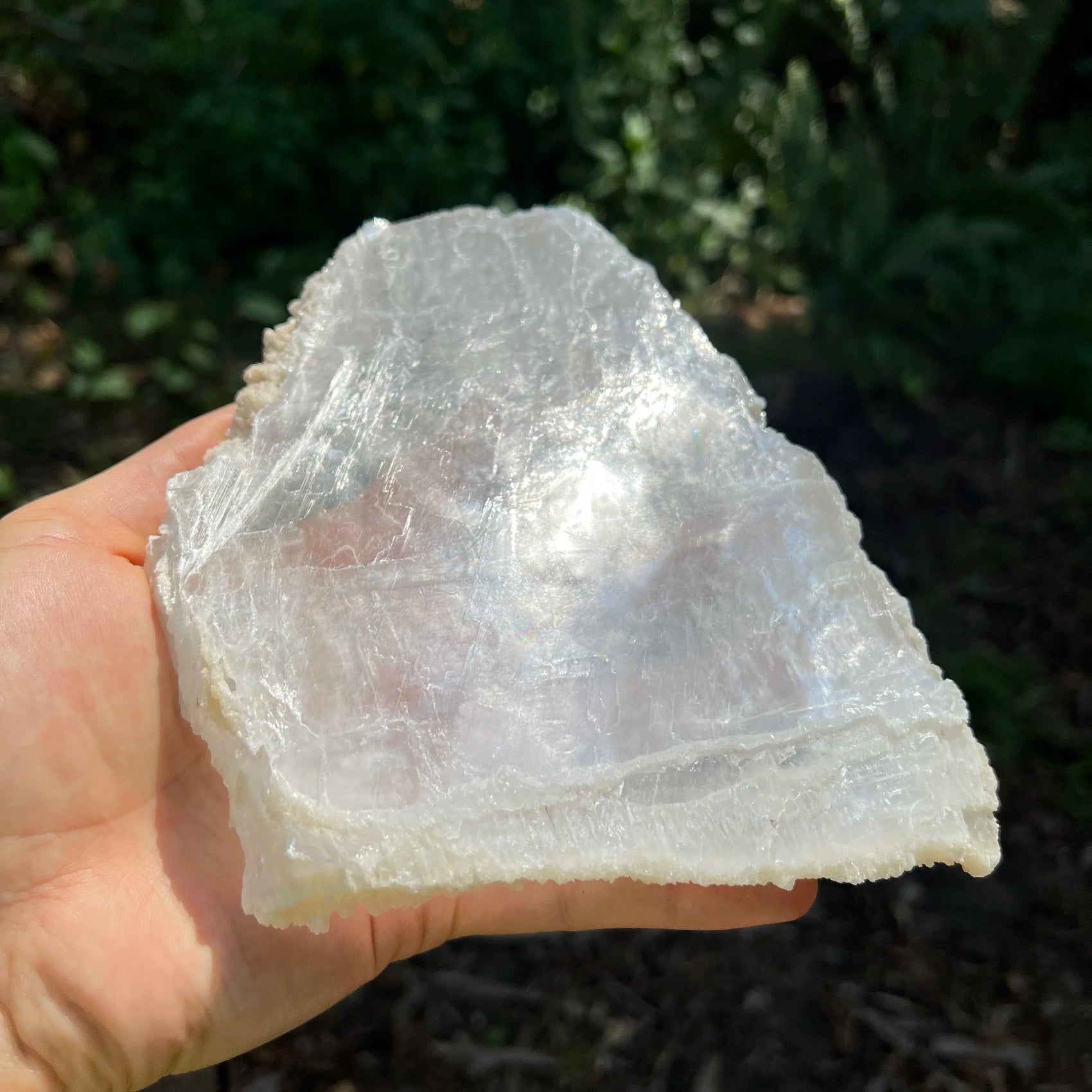 Held in hand, a Selenite specimen held against natural backdrop, sourced from New Mexico, USA.