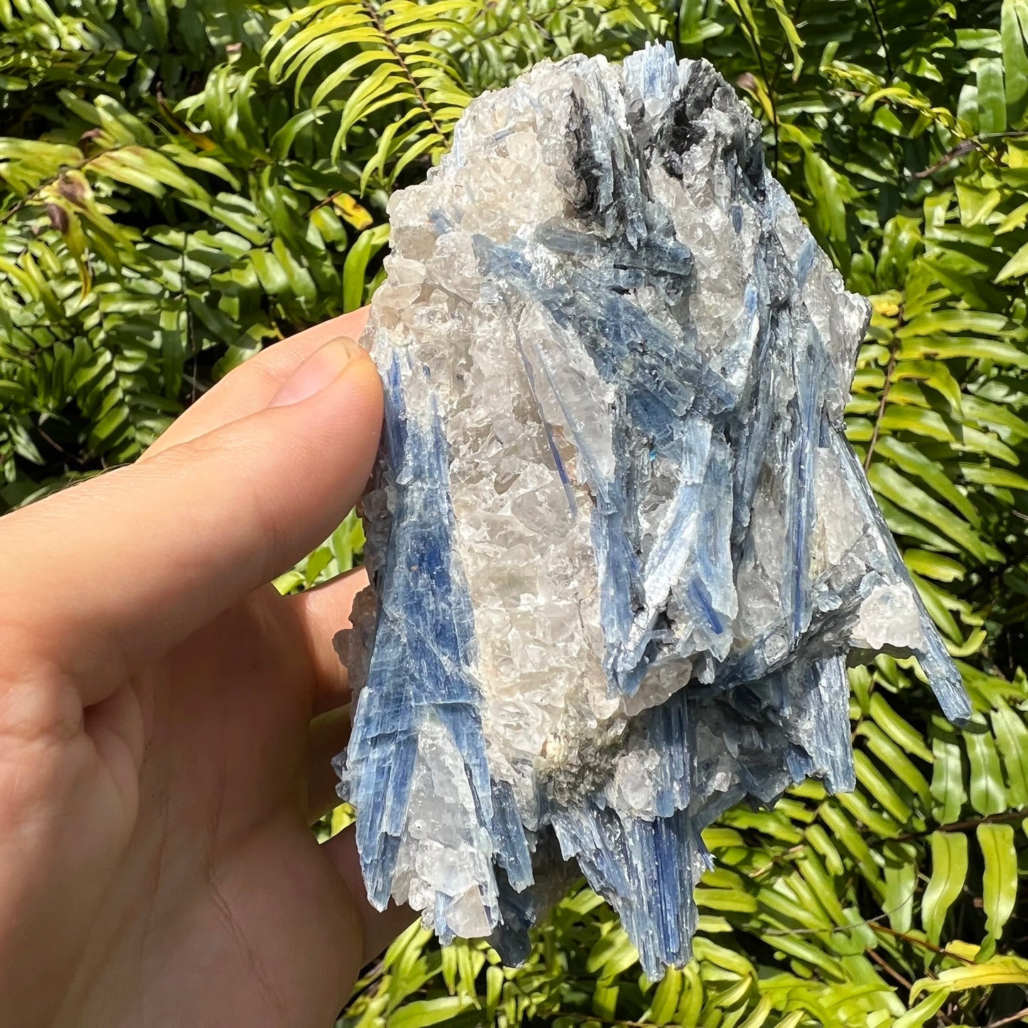 Size comparison with a single Blue Kyanite specimen from Brazil.