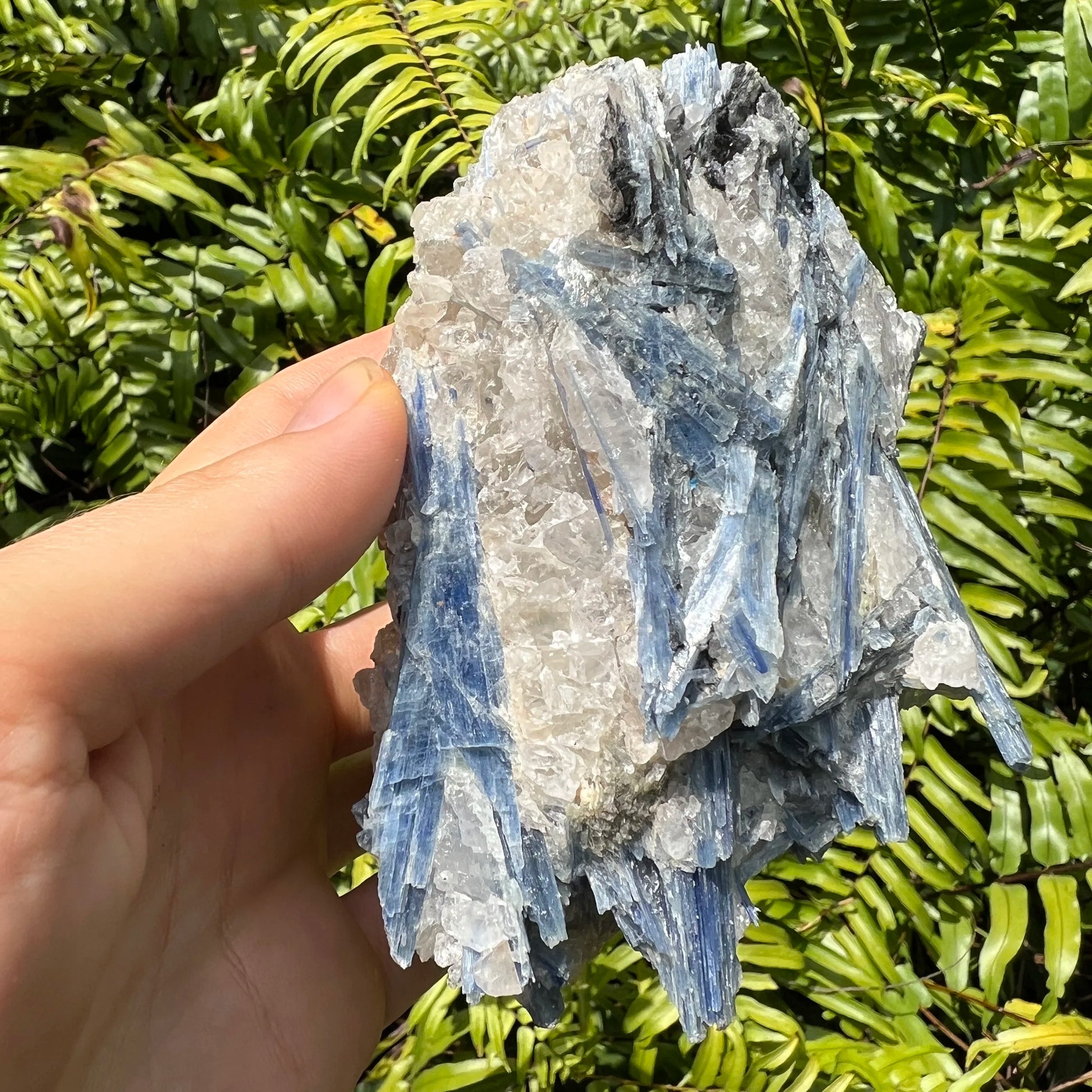Size comparison with a single Blue Kyanite specimen from Brazil.