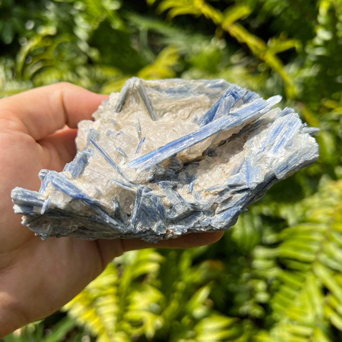 Natural light view of a single Blue Kyanite specimen Brazil-sourced.
