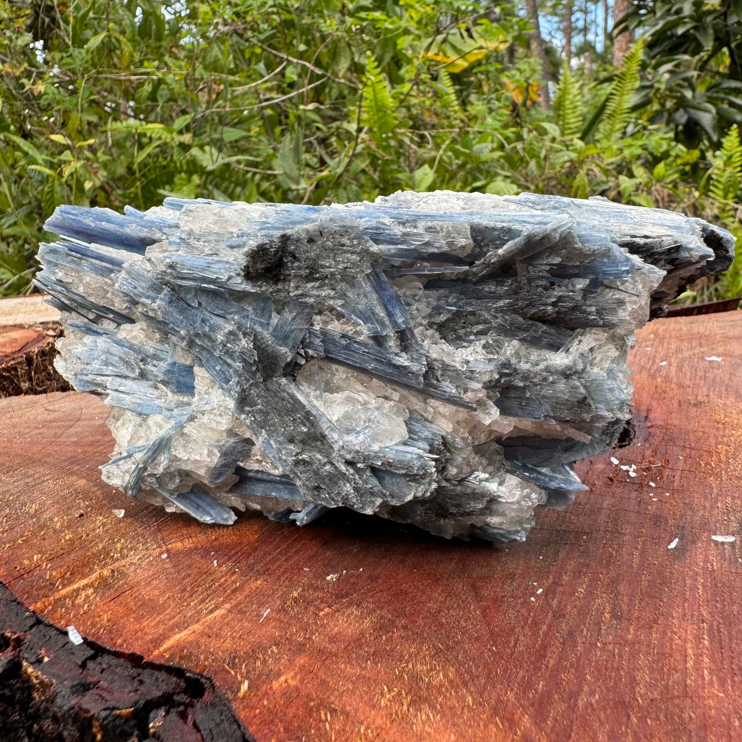 Back view of Grade AA Blue Kyanite cluster showing natural surface