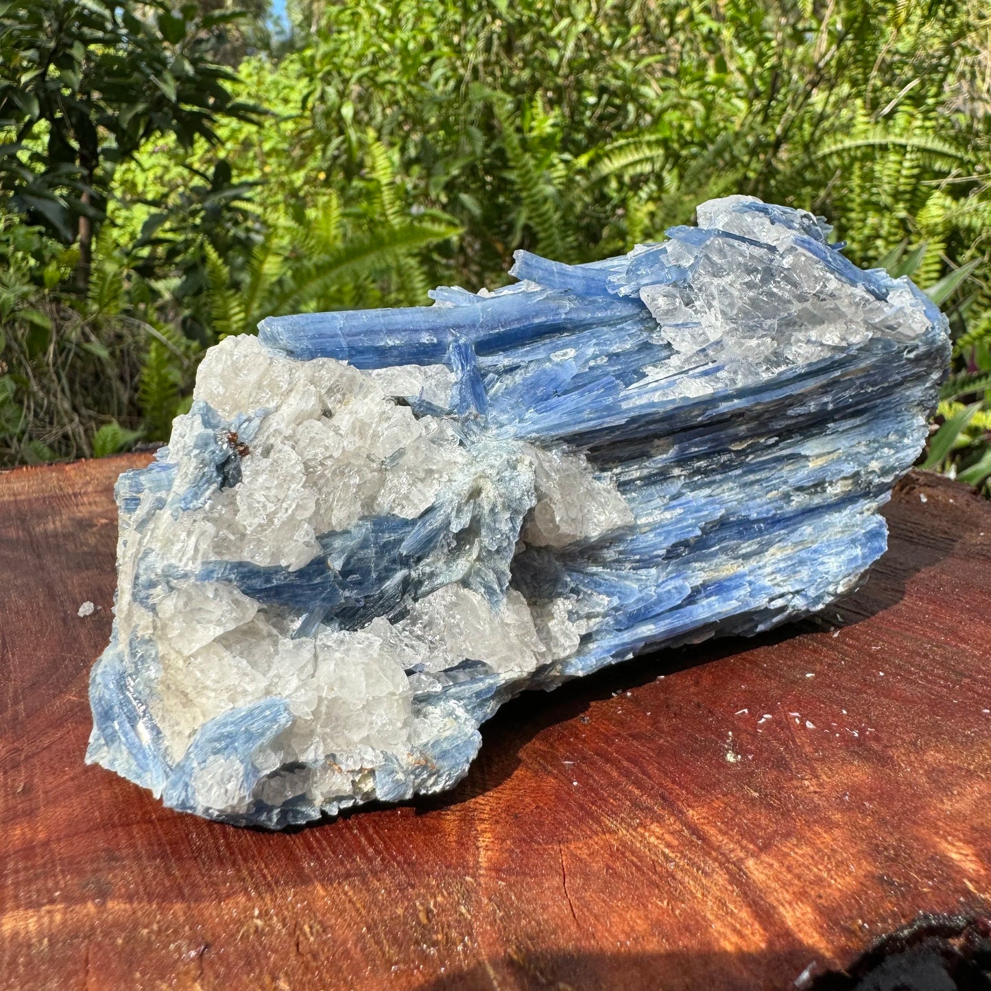 Natural light view of a single Blue Kyanite specimen from Brazil.