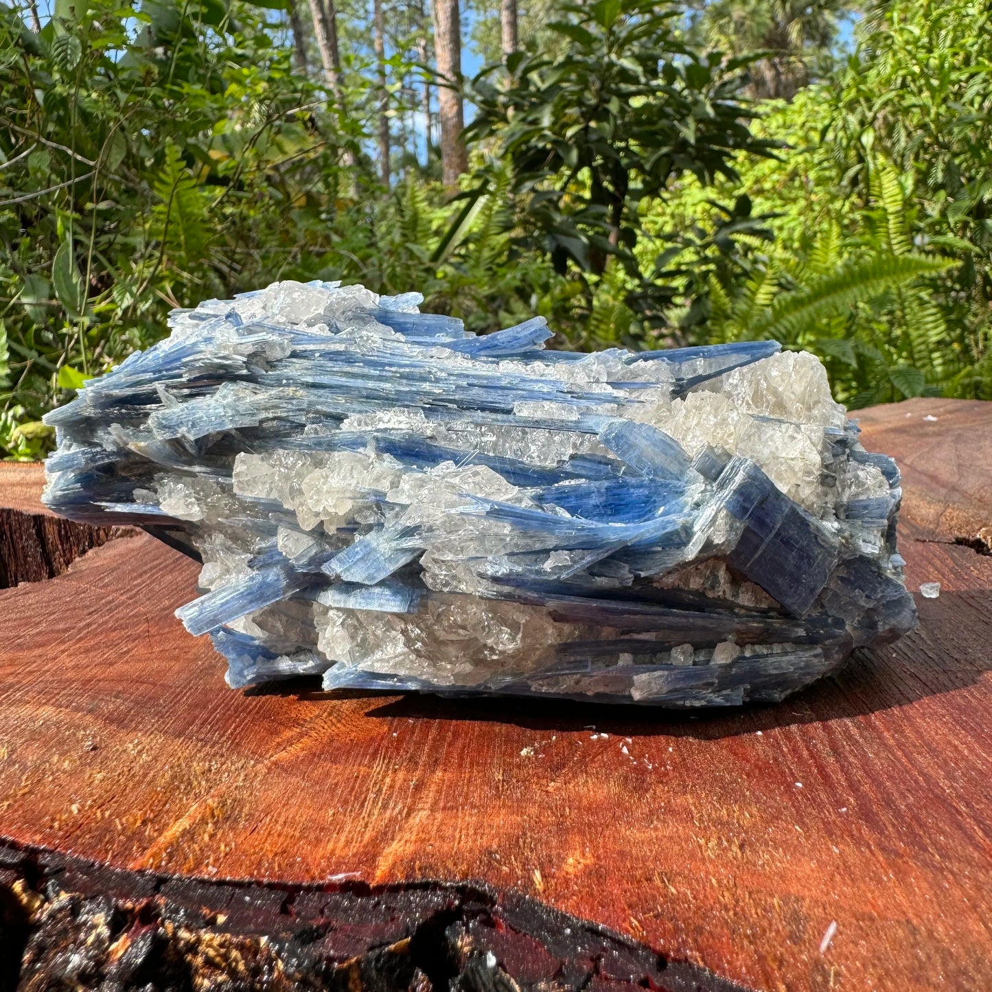 Detail shot of Grade AA Blue Kyanite cluster under natural light