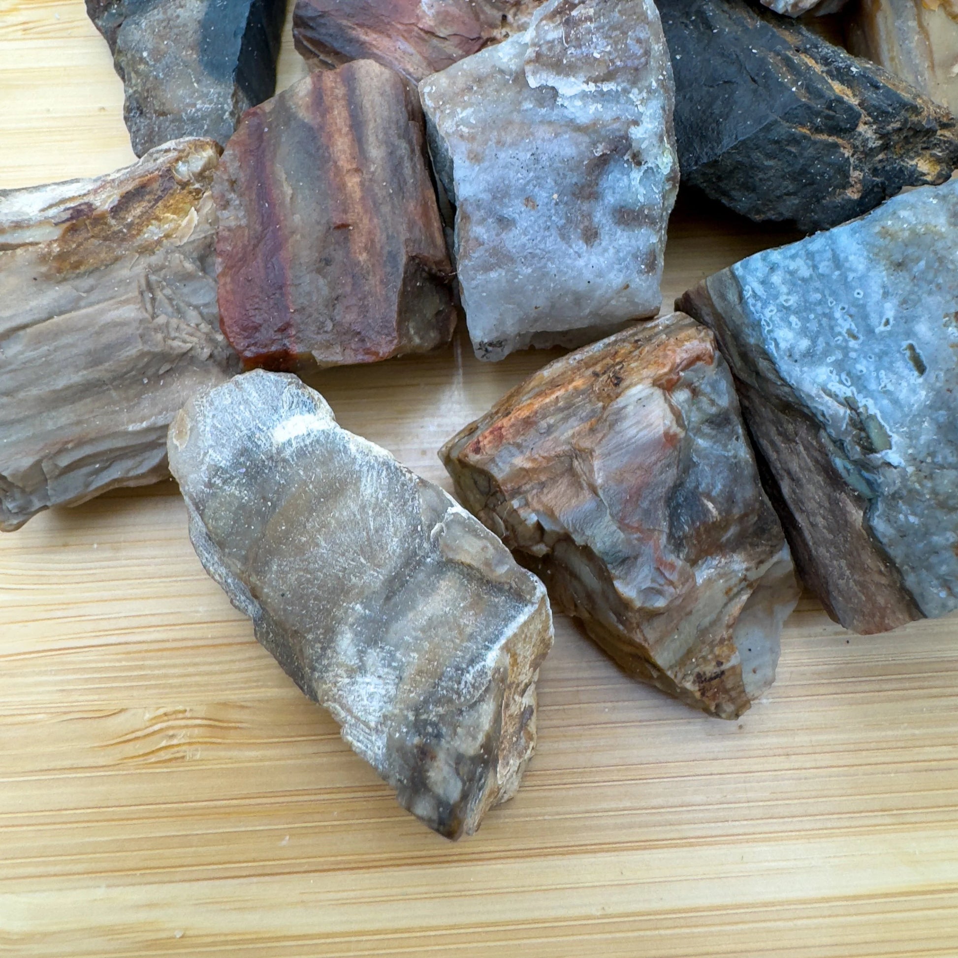 Side-on view of Grade A Petrified Wood raw stone, showing open form.