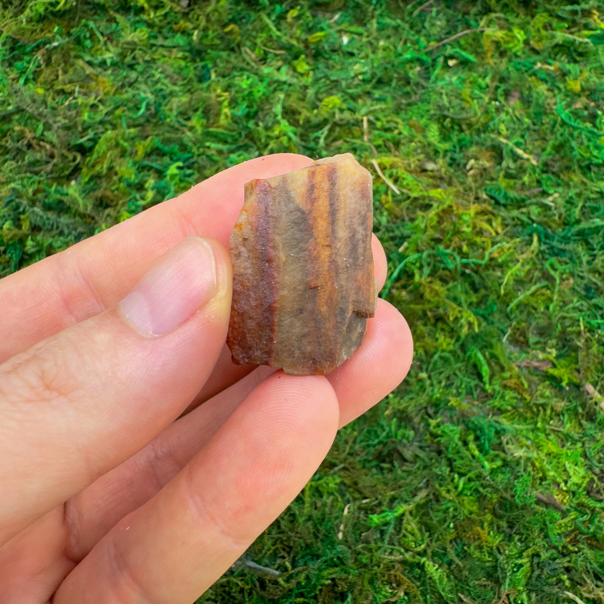 Grade a petrified wood raw held in hand for size reference