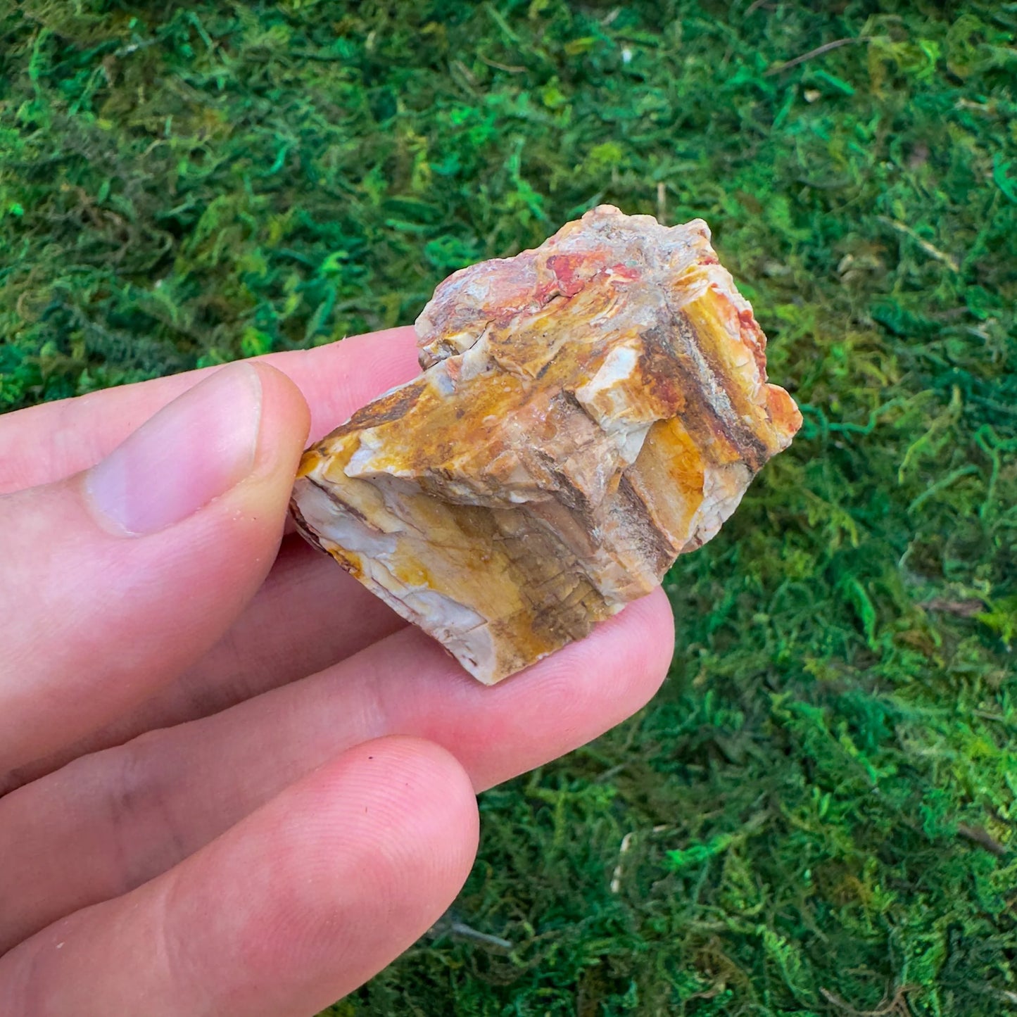 Base detail of Grade A Petrified Wood raw