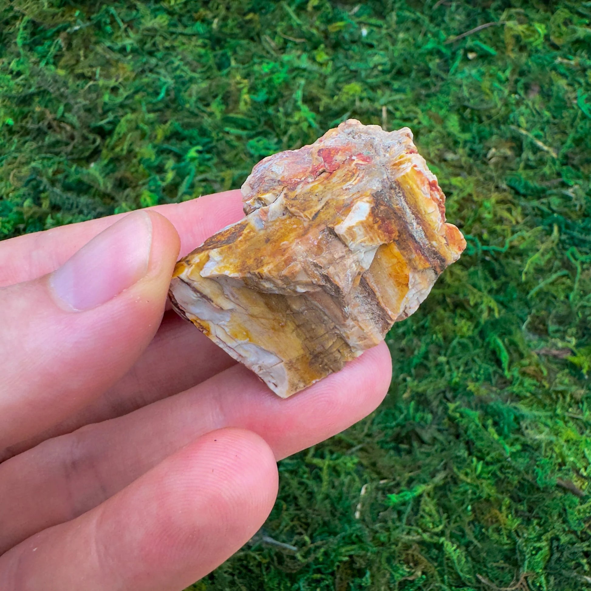 Base detail of Grade A Petrified Wood raw