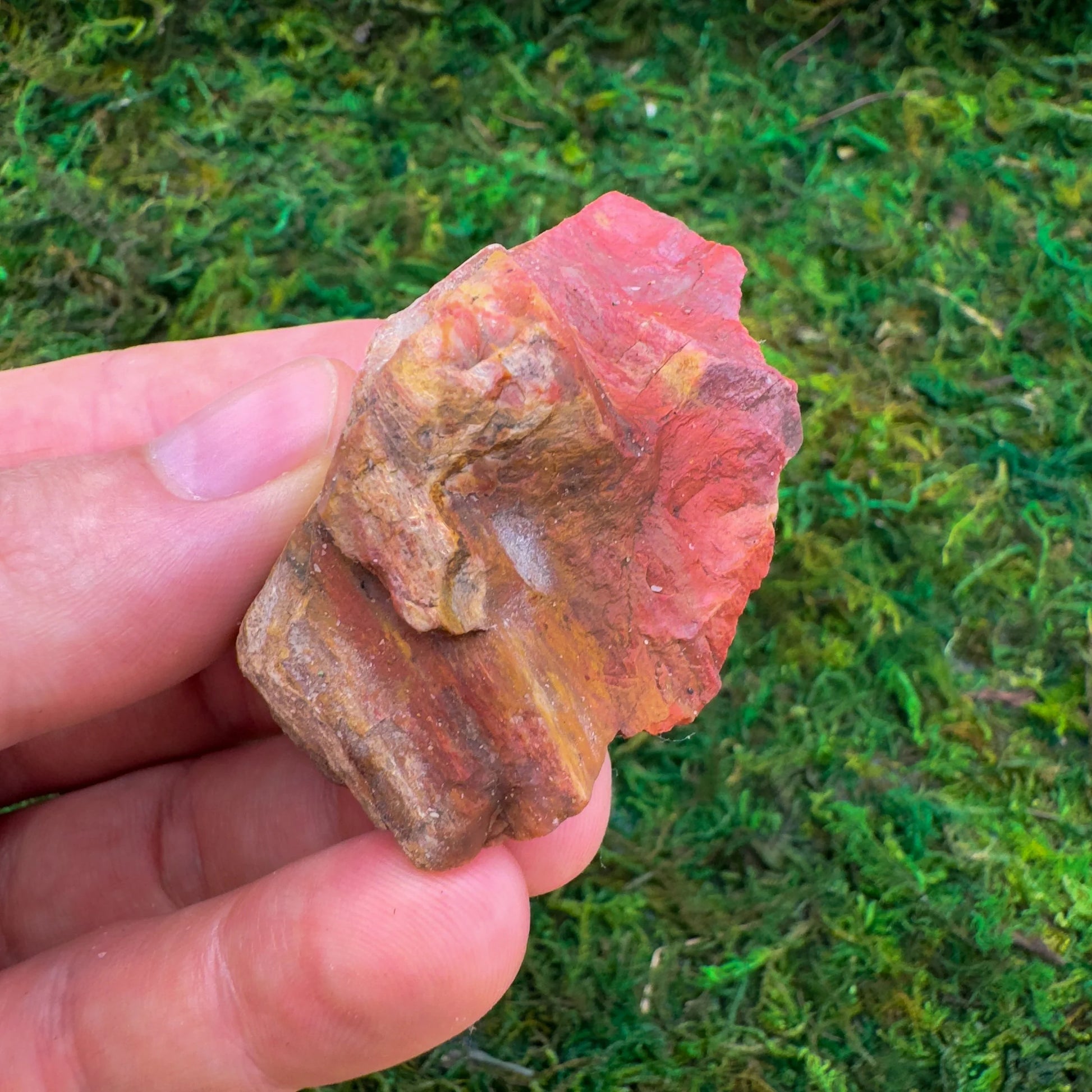 Back view of Grade A Petrified Wood raw showing natural surface
