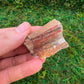 Detail shot of Grade A Petrified Wood raw under natural light