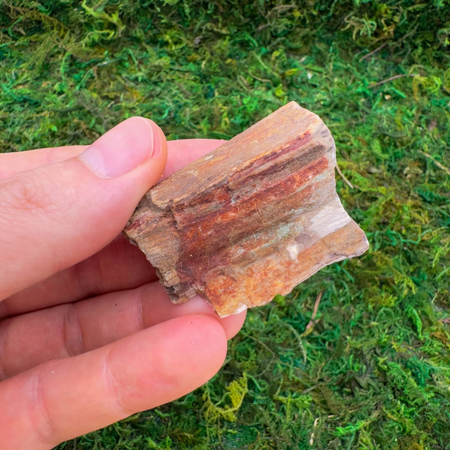 Detail shot of Grade A Petrified Wood raw under natural light