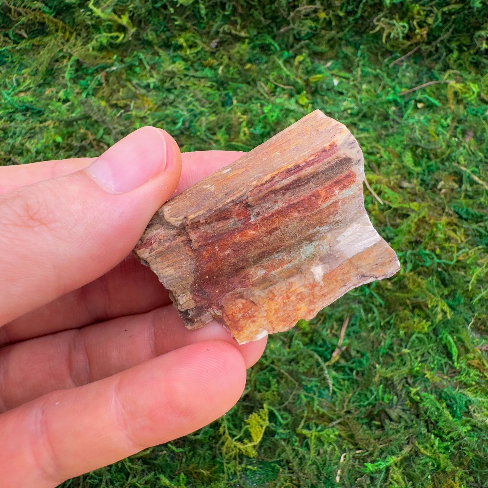 Detail shot of Grade A Petrified Wood raw under natural light