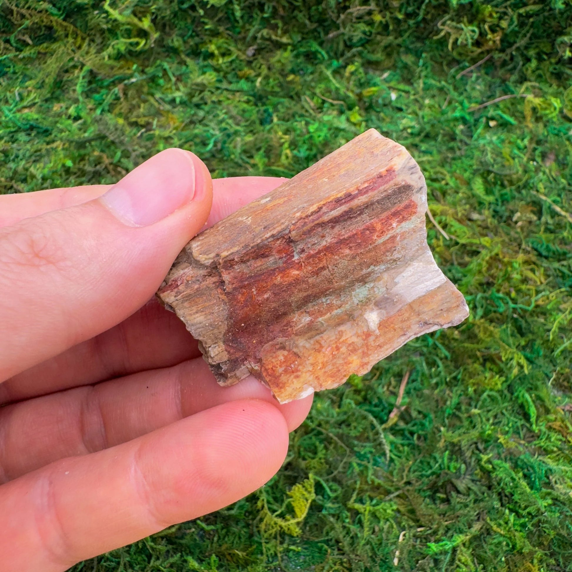 Detail shot of Grade A Petrified Wood raw under natural light