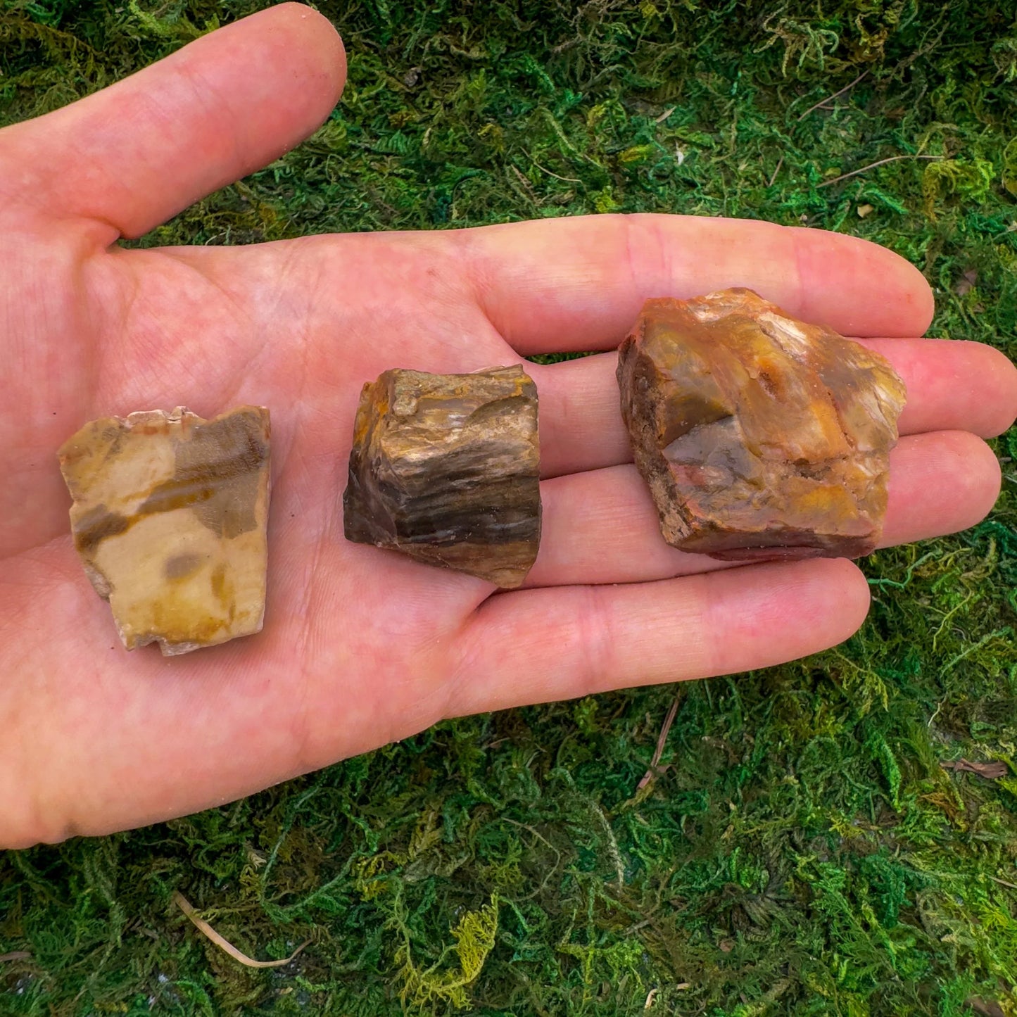 Full profile of Grade A Petrified Wood raw ready to ship from Beyond Bohemian