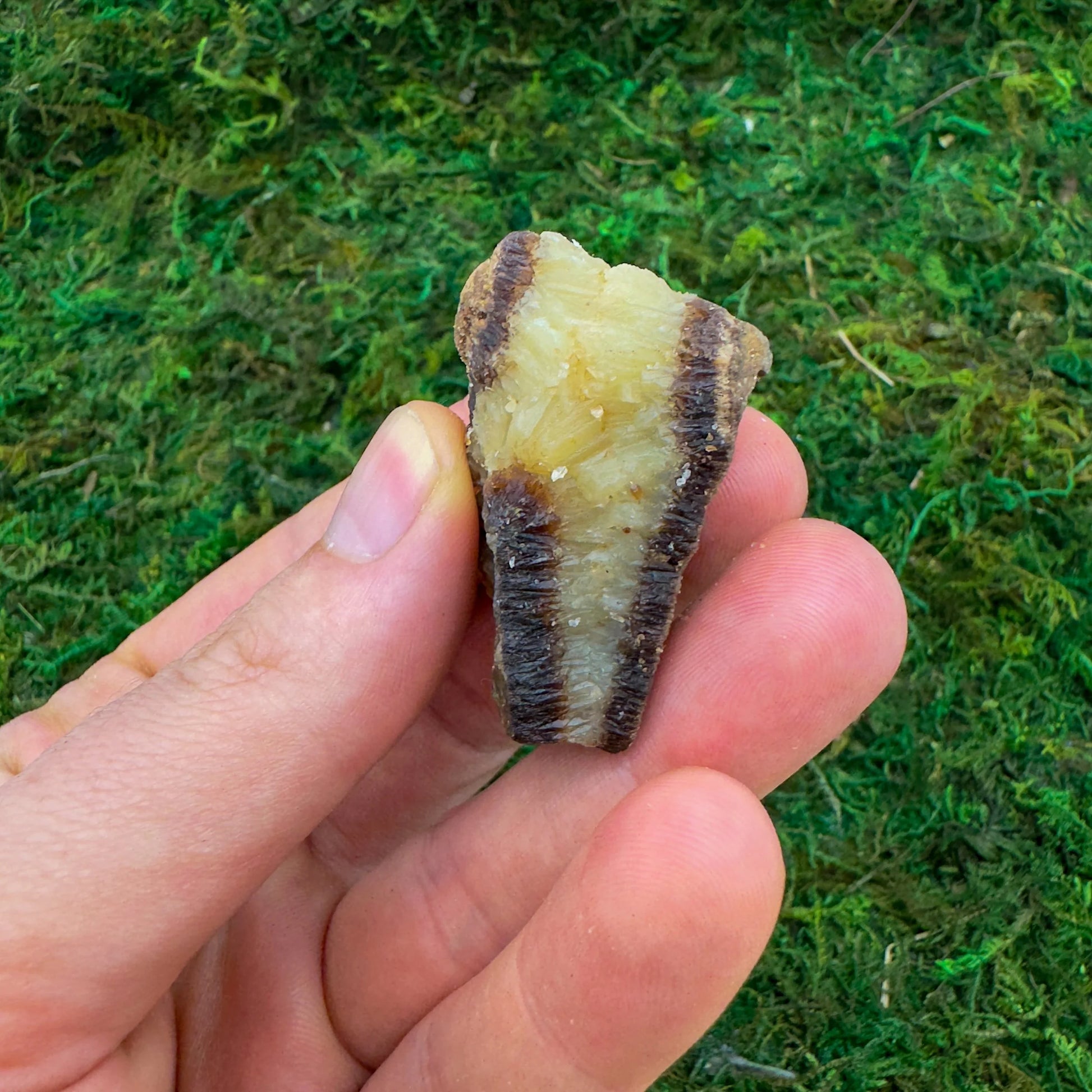 Full profile of Grade AA Septarian raw ready to ship from Beyond Bohemian