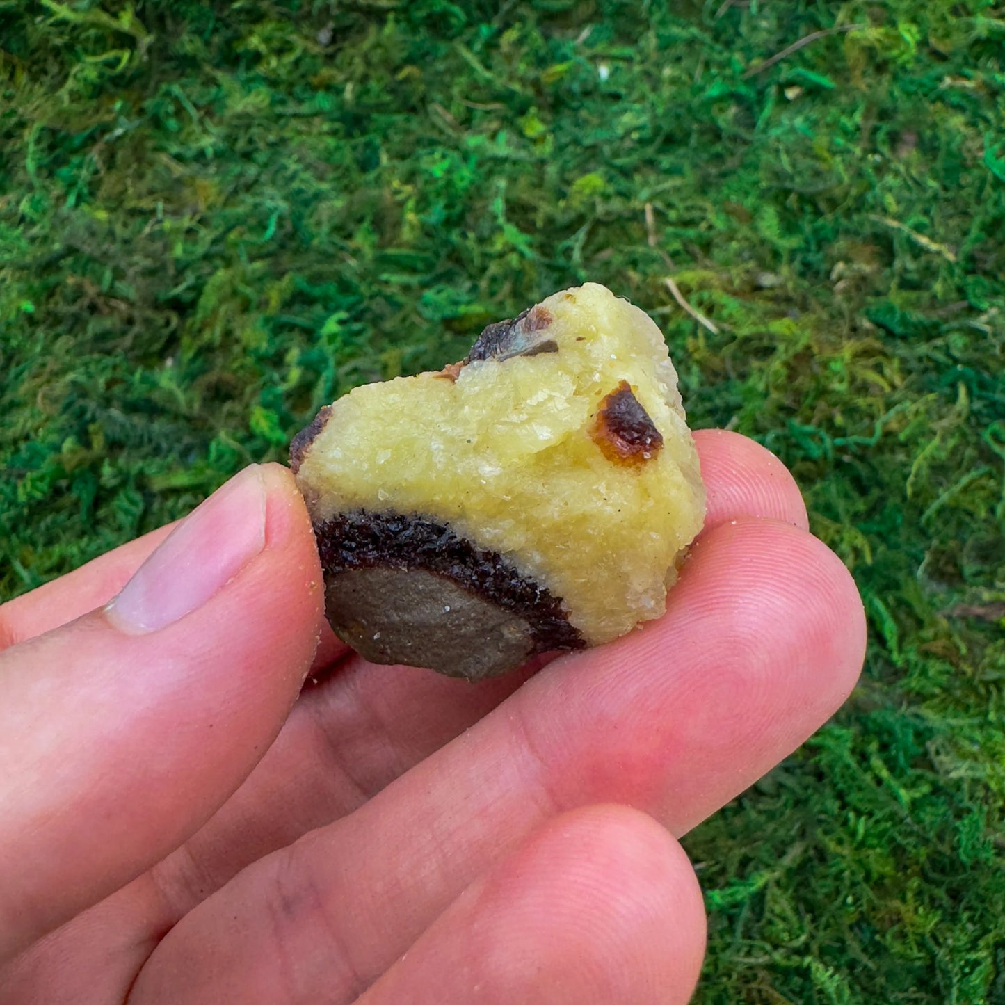 Full profile of Grade AA Septarian raw ready to ship from Beyond Bohemian