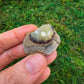 Full profile of Grade AA Septarian raw ready to ship from Beyond Bohemian