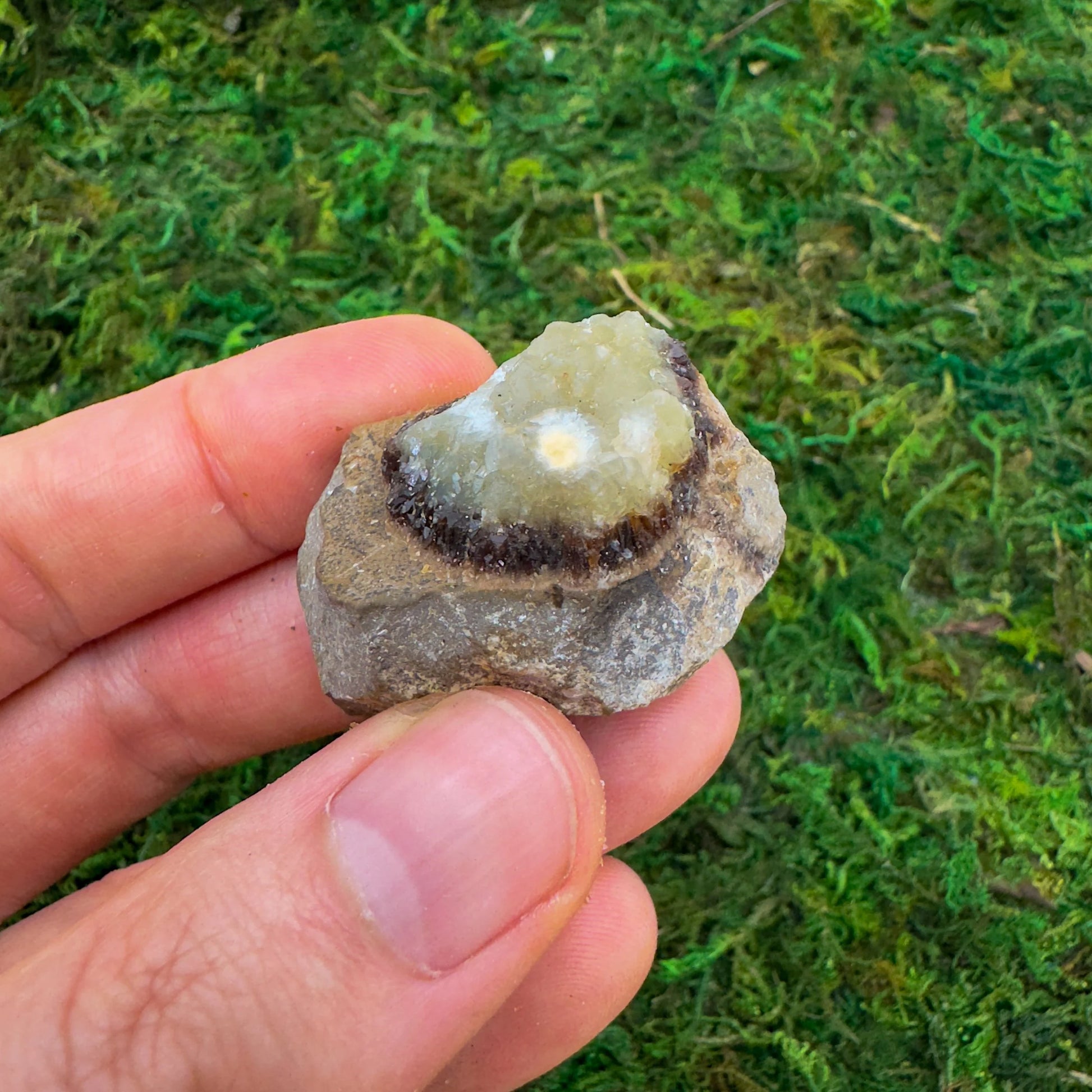 Full profile of Grade AA Septarian raw ready to ship from Beyond Bohemian