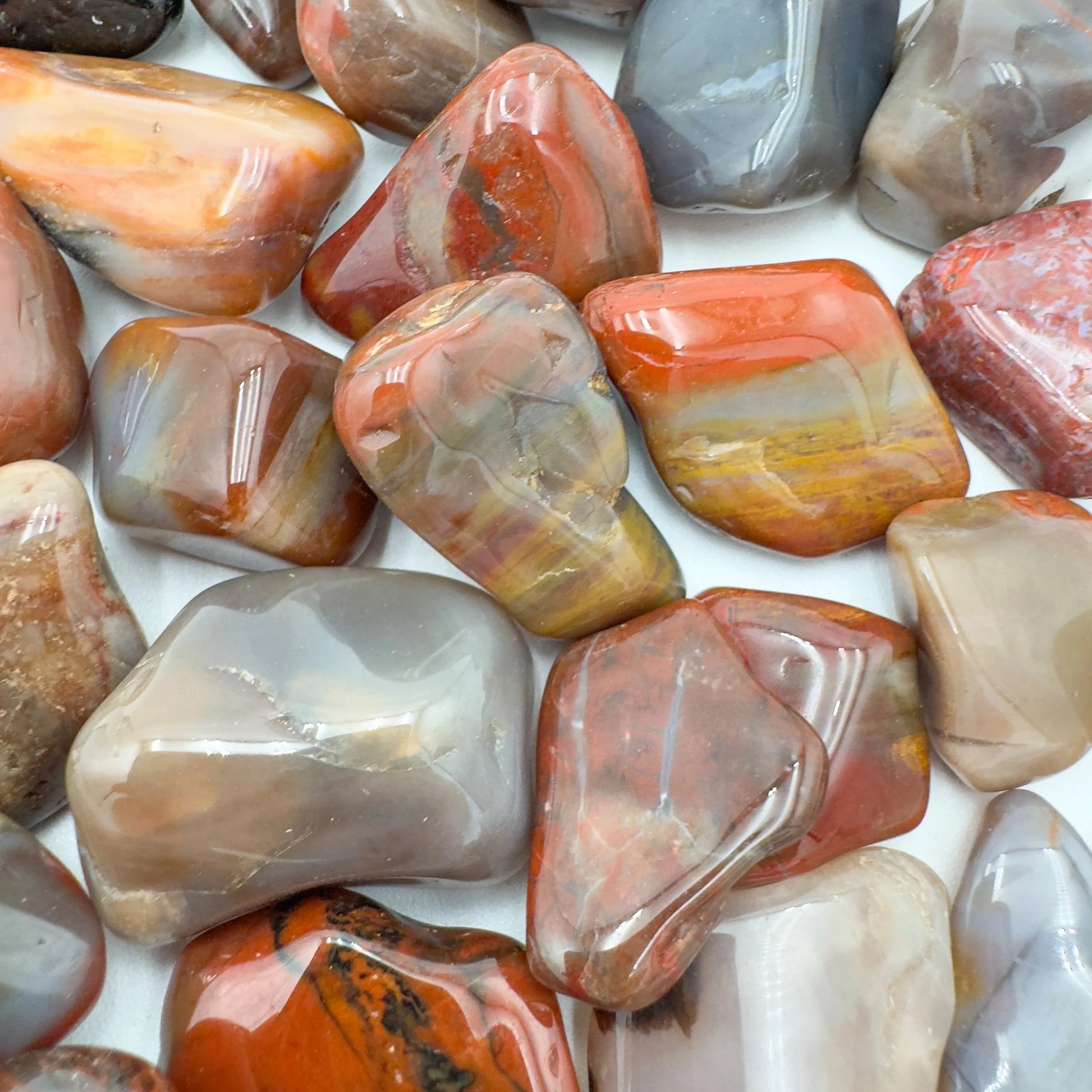 Daylight view of one Petrified Wood tumbled stone for scale, sourced from Mahajanga, Madagascar.