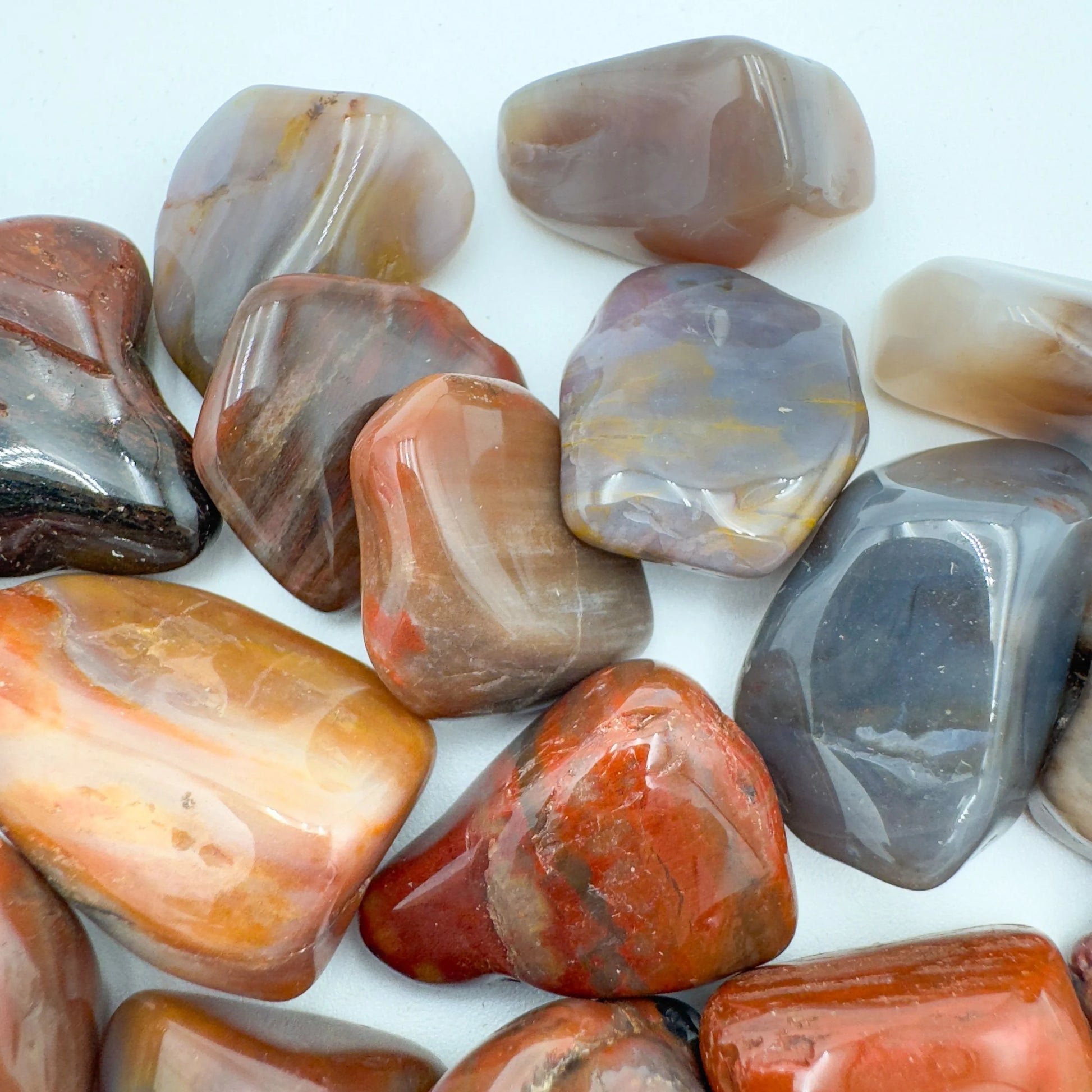 Whole-piece view of Petrified Wood tumbled stone, from Mahajanga, Madagascar, shown in a calm studio setting.