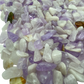 Amethyst polished chips in hand showing size reference, violet Madagascar quartz