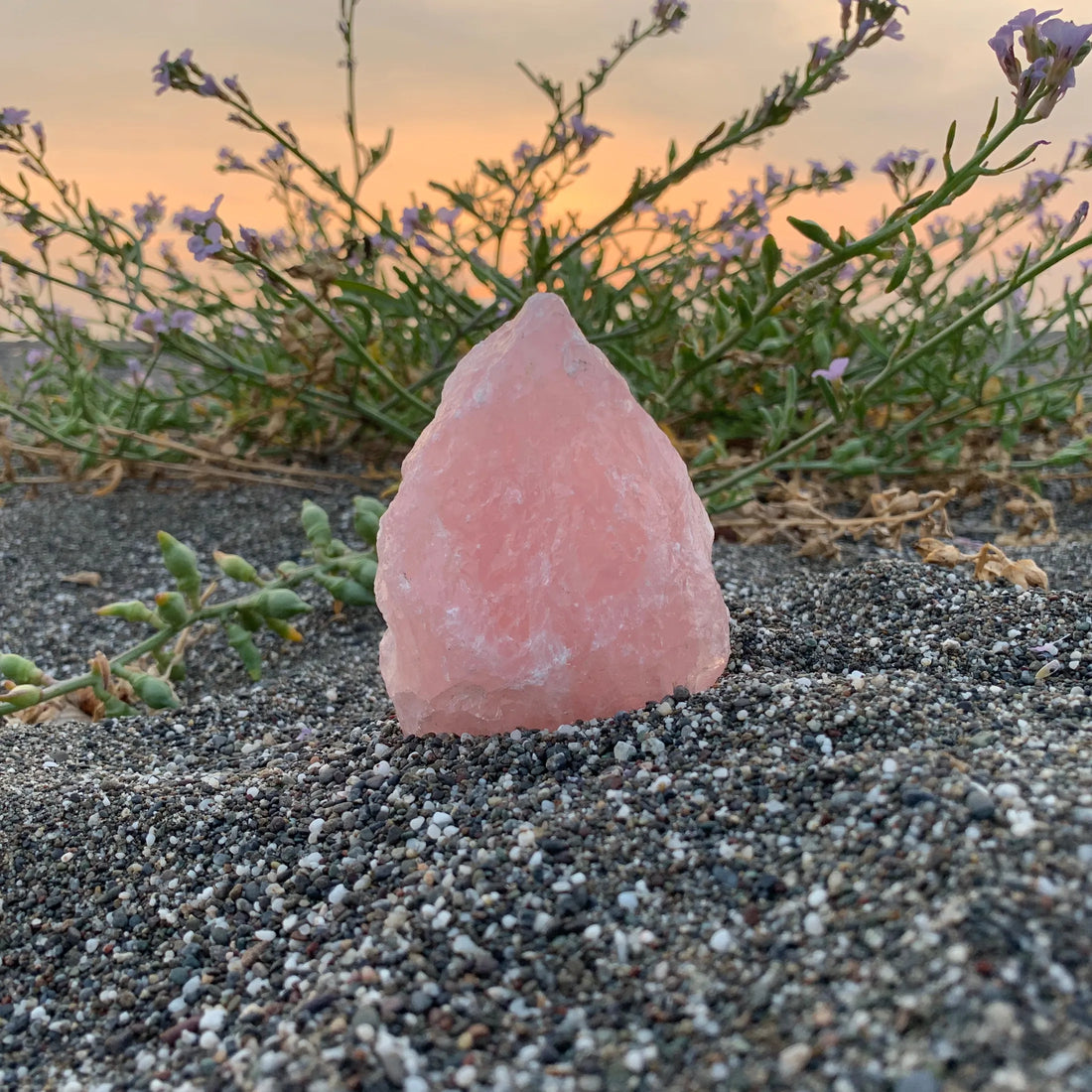 Raw rose quartz crystal on dark gravel beach with sea lavender flowers at sunset — Beyond Bohemian ethically sourced crystals.
