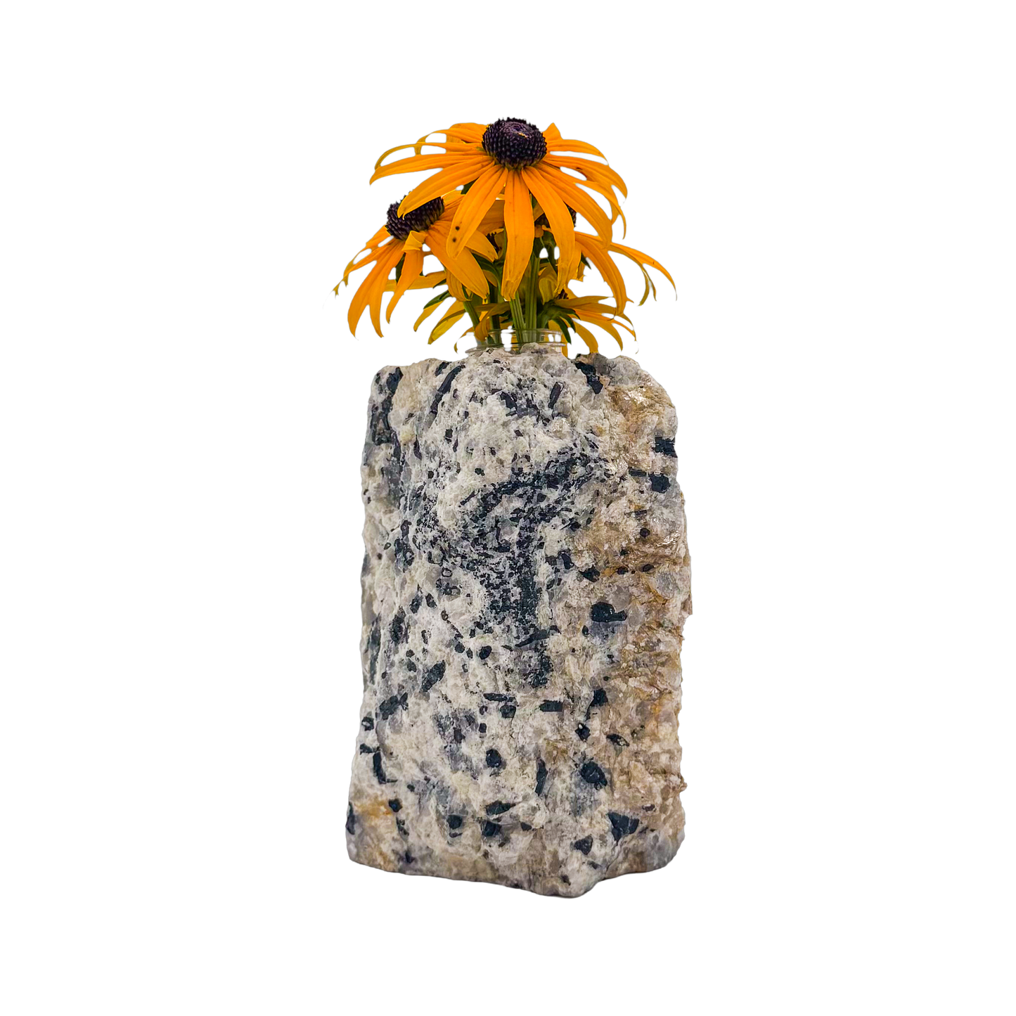 Black tourmaline in quartz crystal vase, cream stone with black tourmaline blades, A grade, Minas Gerais Brazil, view 1