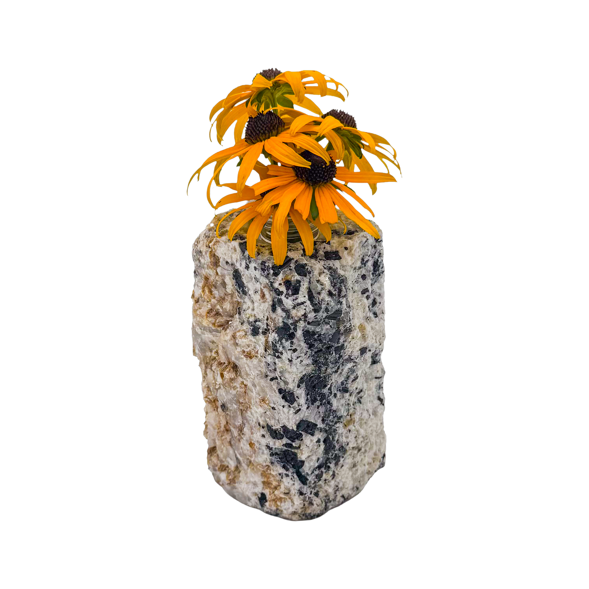 Black tourmaline in quartz crystal vase, cream stone with black tourmaline blades, A grade, Minas Gerais Brazil, view 5