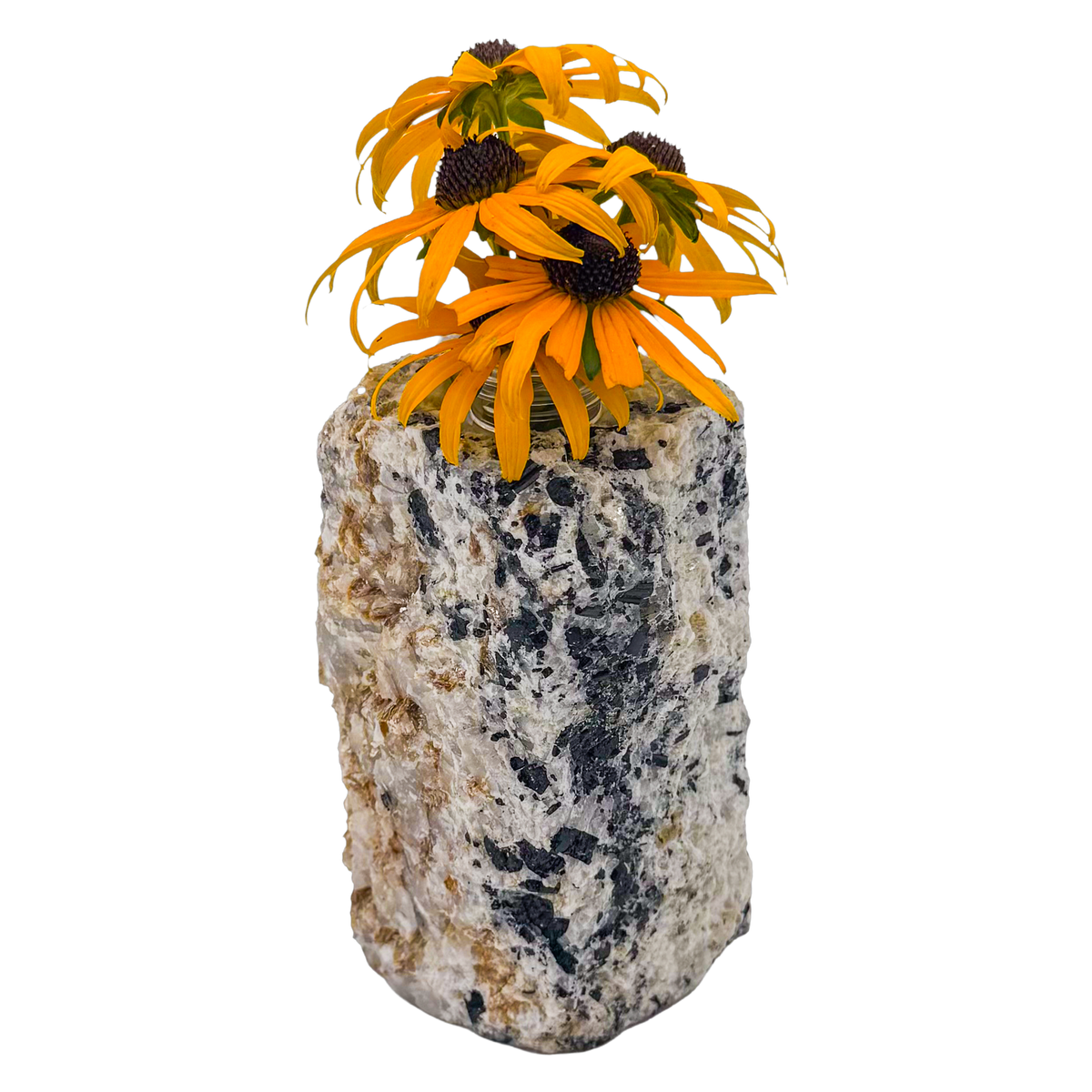 Black tourmaline in quartz crystal vase, cream stone with black tourmaline blades, A grade, Minas Gerais Brazil, view 5