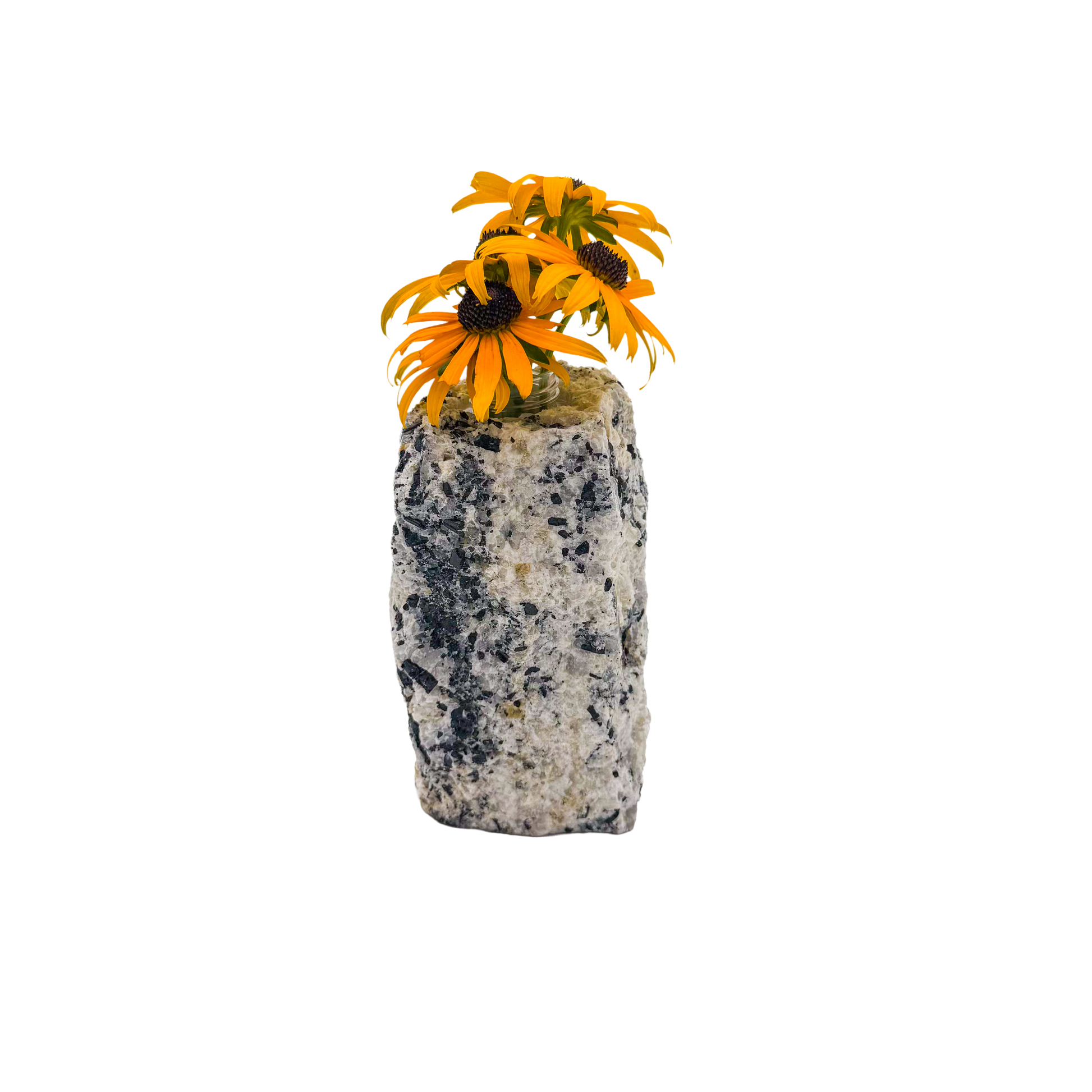 Black tourmaline in quartz crystal vase, cream stone with black tourmaline blades, A grade, Minas Gerais Brazil, view 6