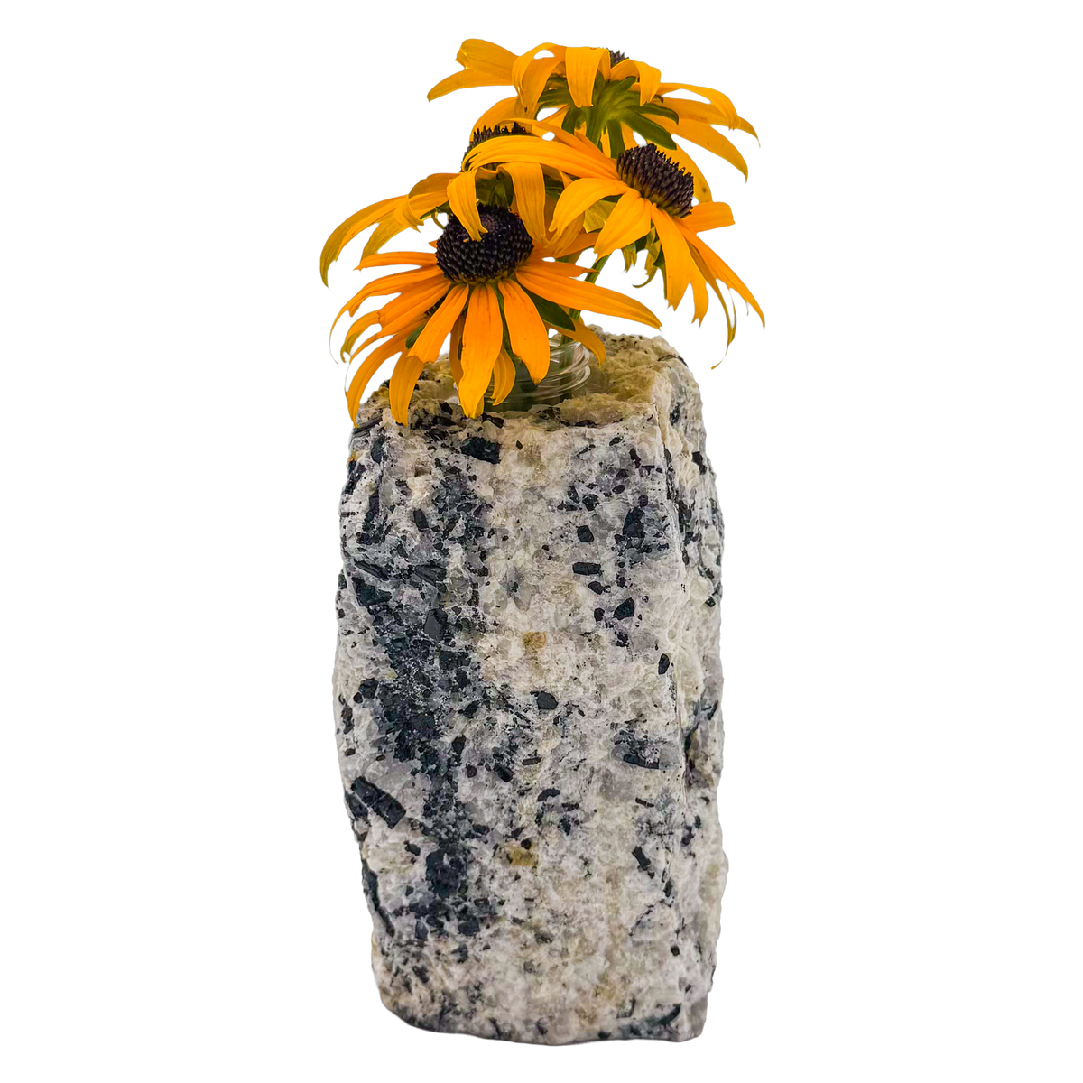 Black tourmaline in quartz crystal vase, cream stone with black tourmaline blades, A grade, Minas Gerais Brazil, view 6