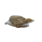 Blue lace agate raw geode, rear view of rough tan and grey host rock