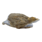 Blue lace agate raw geode, rear view of rough tan and gray host rock