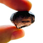 Sideways view of Grade AA Apache Tear raw stone, from United States, showing earthy tone.