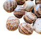 Texture-level view of Brown Aragonite tumbled stone, showing natural texture.