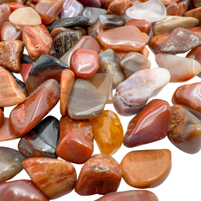 Petrified wood polished chips in hand showing size reference, fossilized Madagascar material