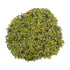 Tight crop of Peridot raw stone, United States-sourced.