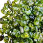 Sideways view of green Peridot tumbled stone, carried for Abundance and Emotional Healing, hand-selected from San Carlos Apache.