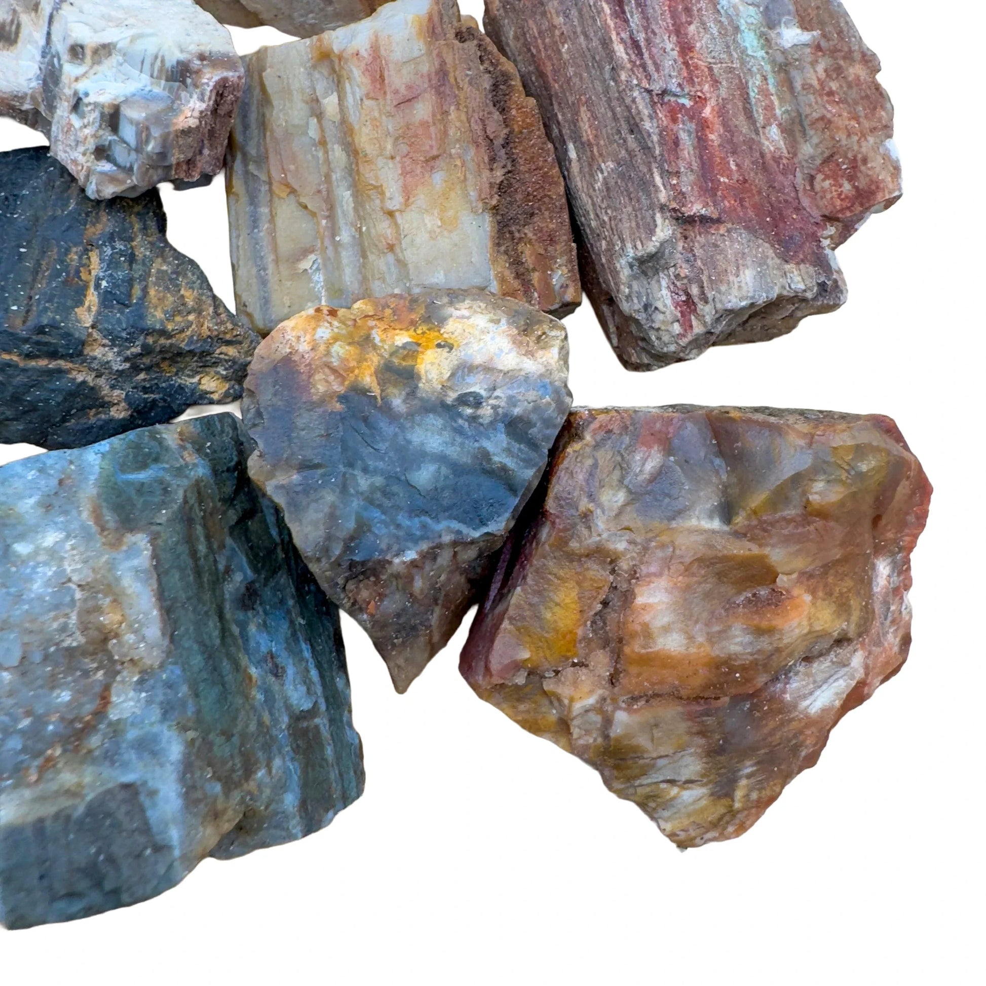 Underside view of Petrified Wood raw stone, showing natural banding, from Boeny, Madagascar.