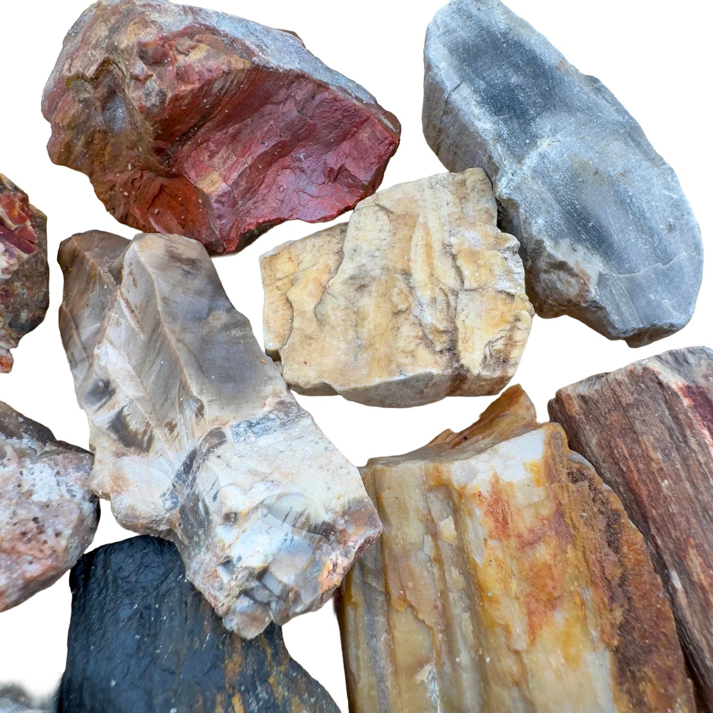 Held in hand, a Petrified Wood raw stone, sourced from Boeny, Madagascar.