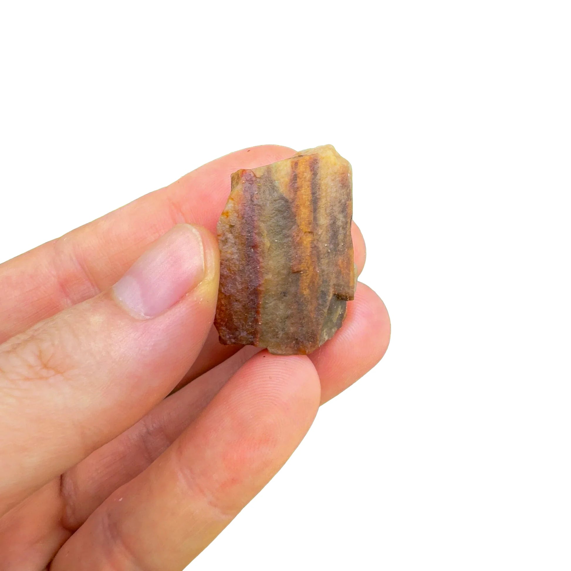 Grade a petrified wood raw held in hand for size reference